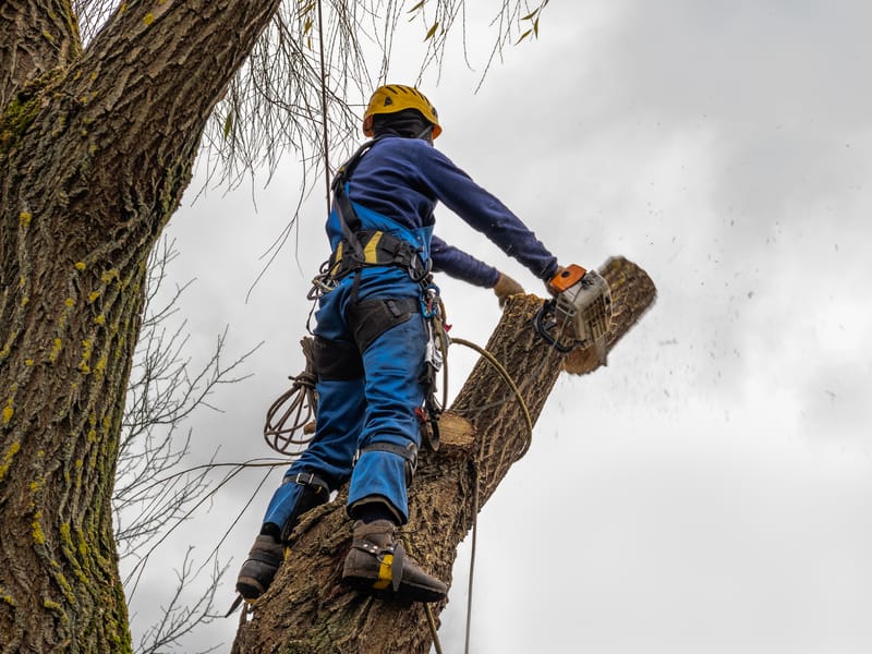 Crown Reduction by Smart Call Contractors