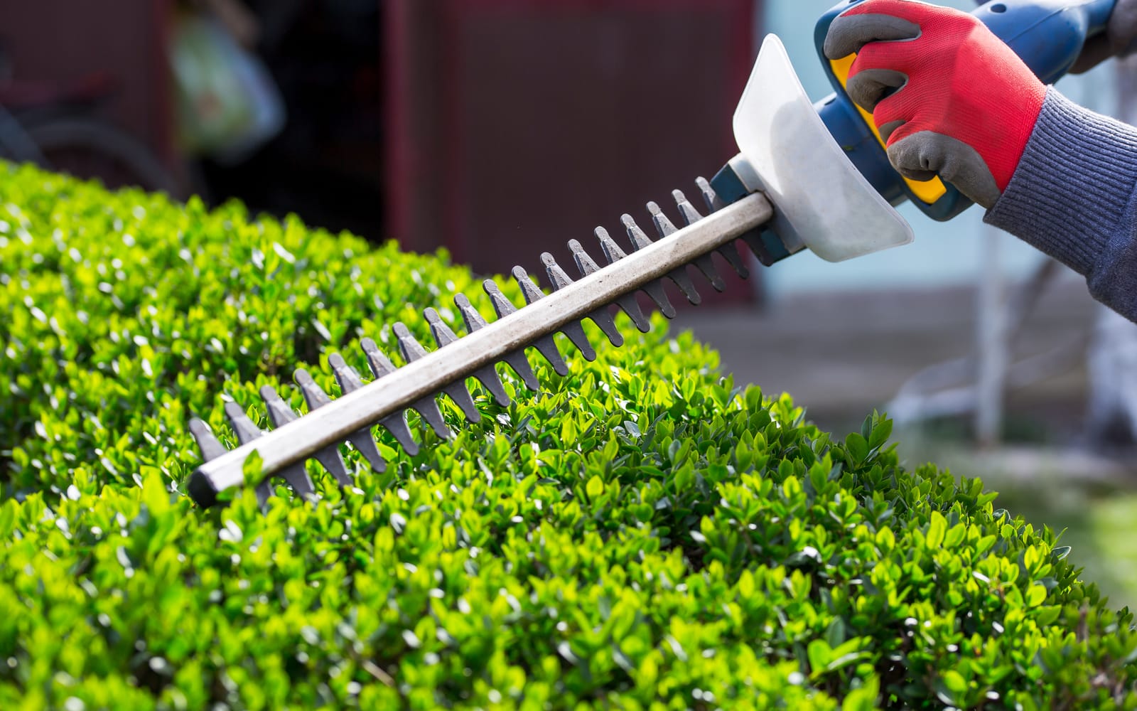 Hedge Cutting by Smart Call Contractors
