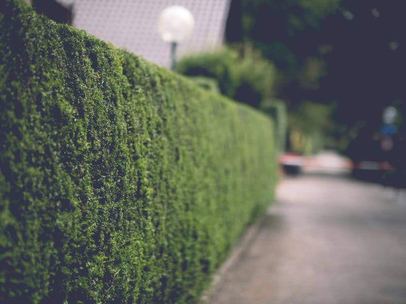 Hedge Cutting by Smart Call Contractors