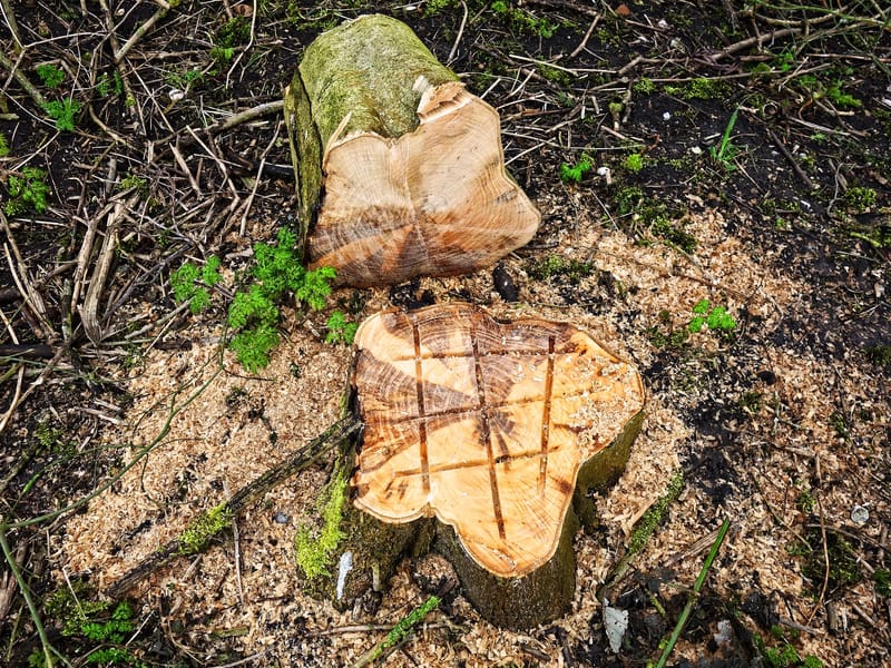 Stump Grinding by Smart Call Contractors