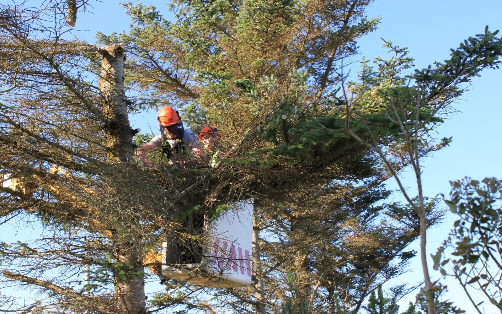 Tree Surgery by Smart Call Contractors